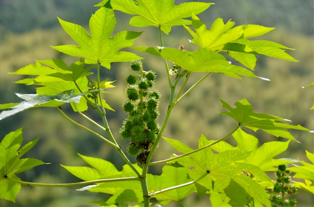 暗藏劇毒卻被廣泛種植，多國列為戰略物資，蓖麻究竟有何用途？
