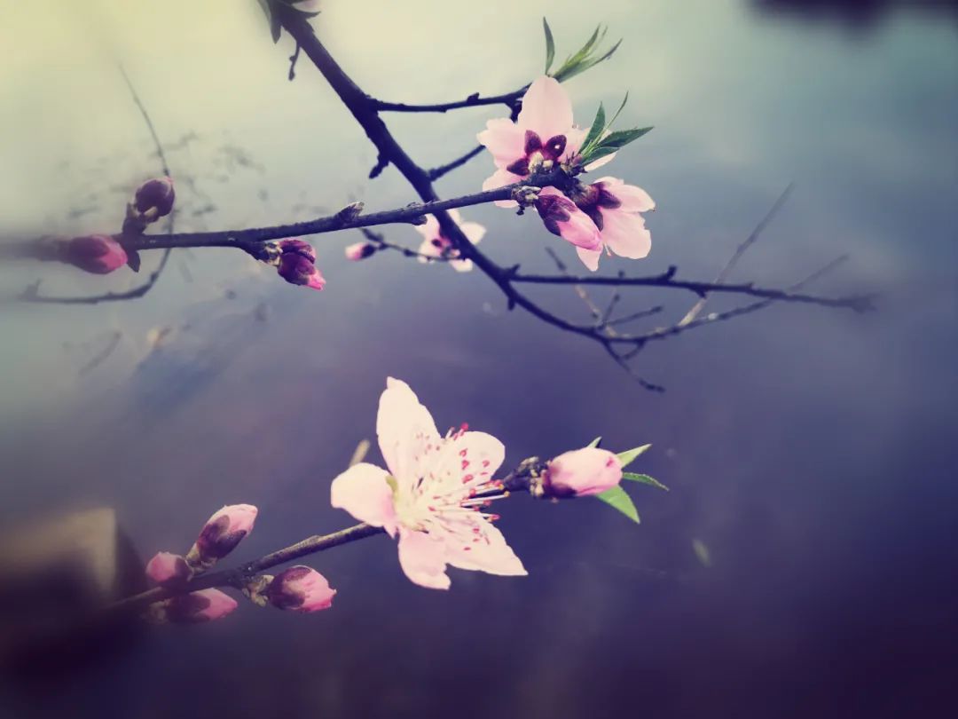 描写春天的诗词有哪些，歌颂春天的古诗