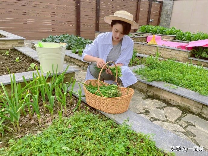 Zhang Xin grants to plant dish inside villa, go to the fields does farm work to exceed ground connection gas, the area arrives greatly can plant peach tree