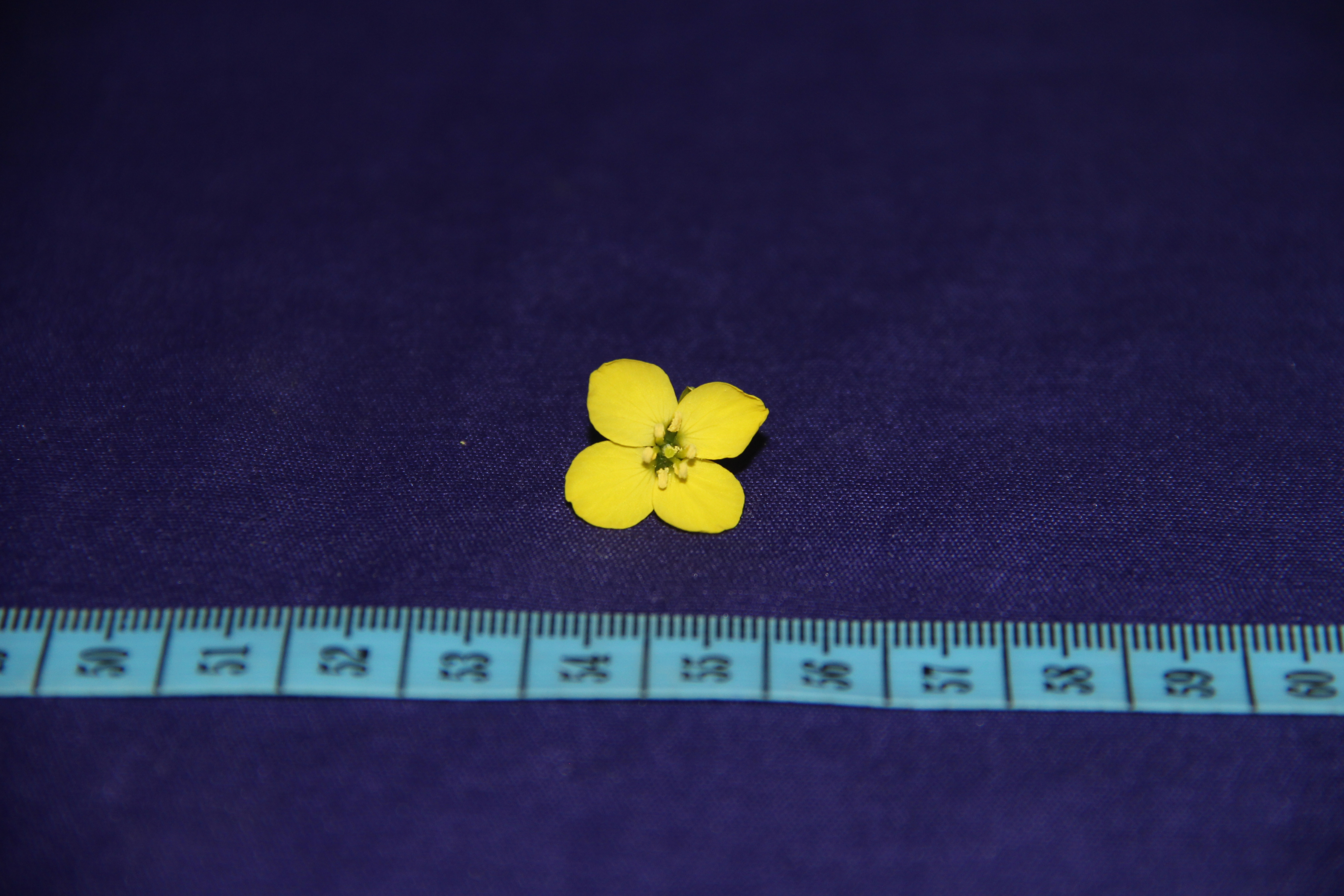 11個油菜新品種推介！產油量高！抗裂莢、抗倒伏，還能機械采收