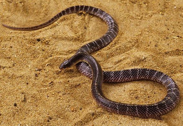 地球上10大毒蛇，被第3个咬到几乎必死，你知道几个？