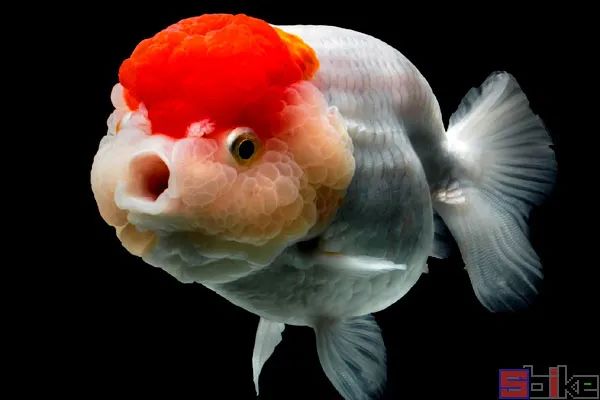 名贵金鱼排名最贵图片