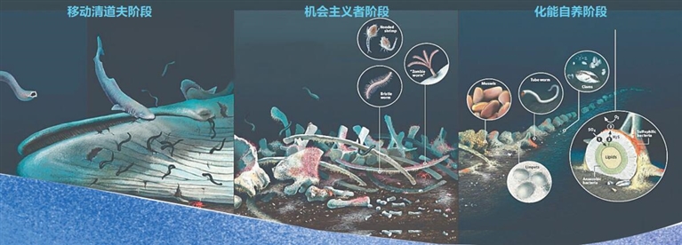 科學(xué)家在南海首次發(fā)現(xiàn)鯨落，鯨落是什么？具有怎樣的價值？