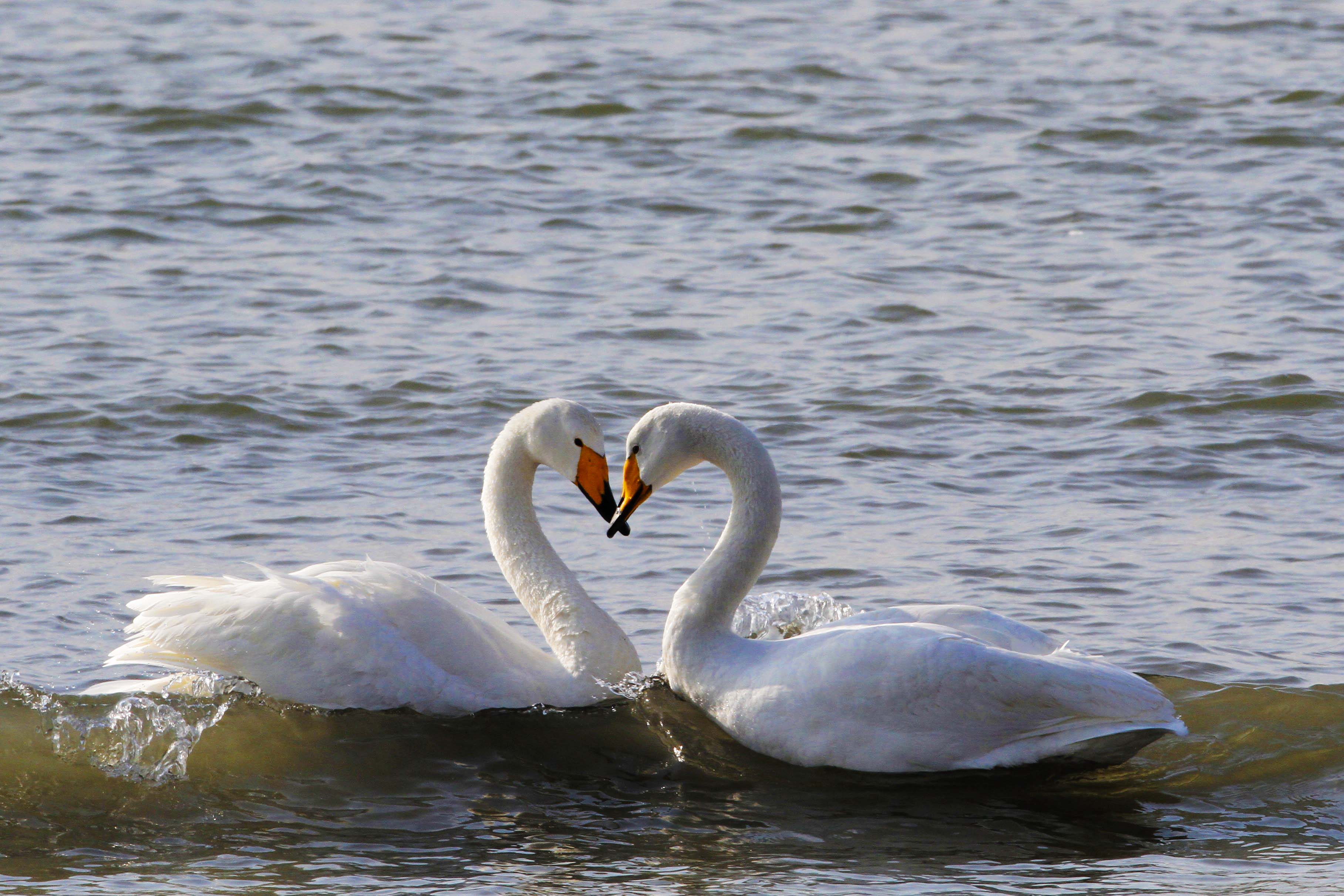 一生厮守 忠贞不渝 人类自叹弗如
