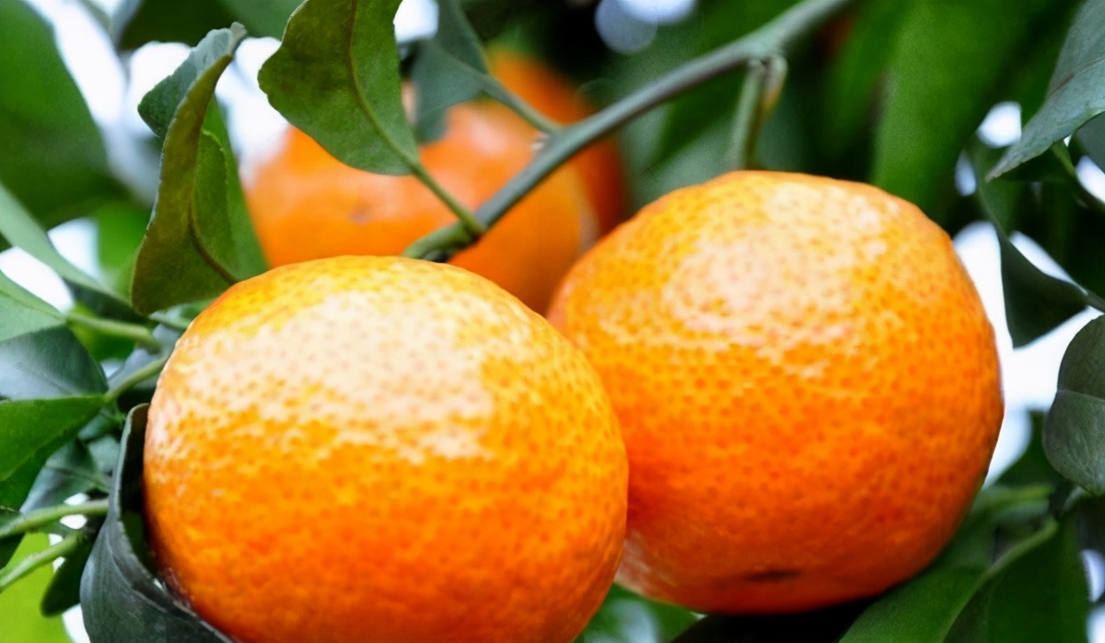 砂糖橘涨价了，果农也不愿意卖，主要出于两个原因