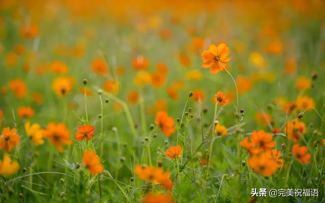 向日葵经历了风雨，站在阳光下更显灿烂；人生尝尽了百味方觉甜美