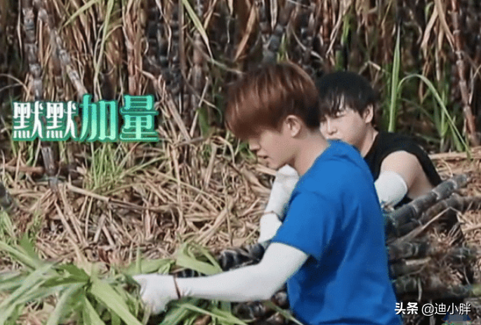 叫任嘉伦太陌生，叫哥哥太肉麻，有谁注意彭昱