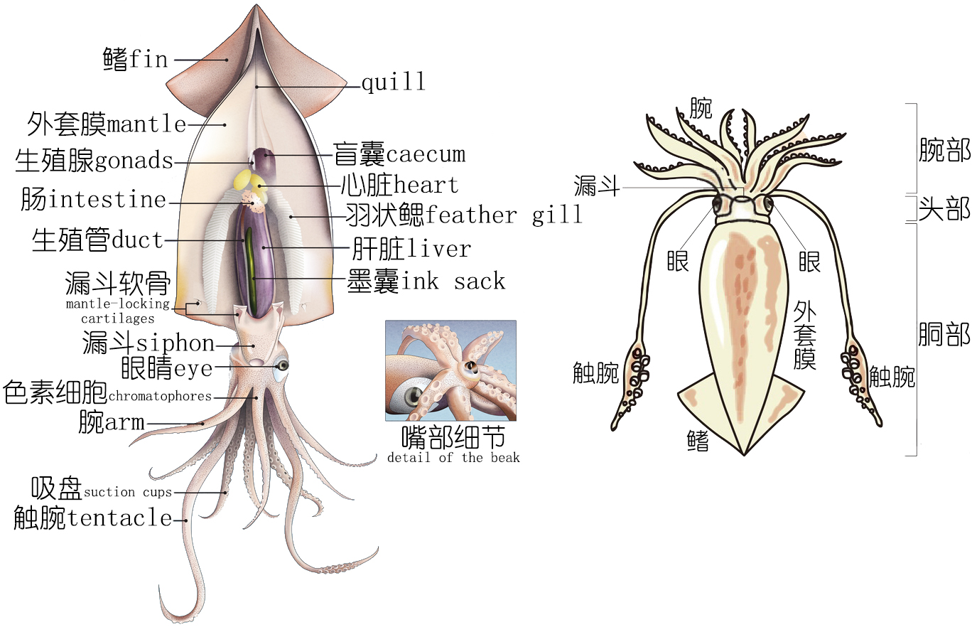 明了海鮮｜烏賊、墨魚(yú)、魷魚(yú)、章魚(yú)都有什么不同（中）