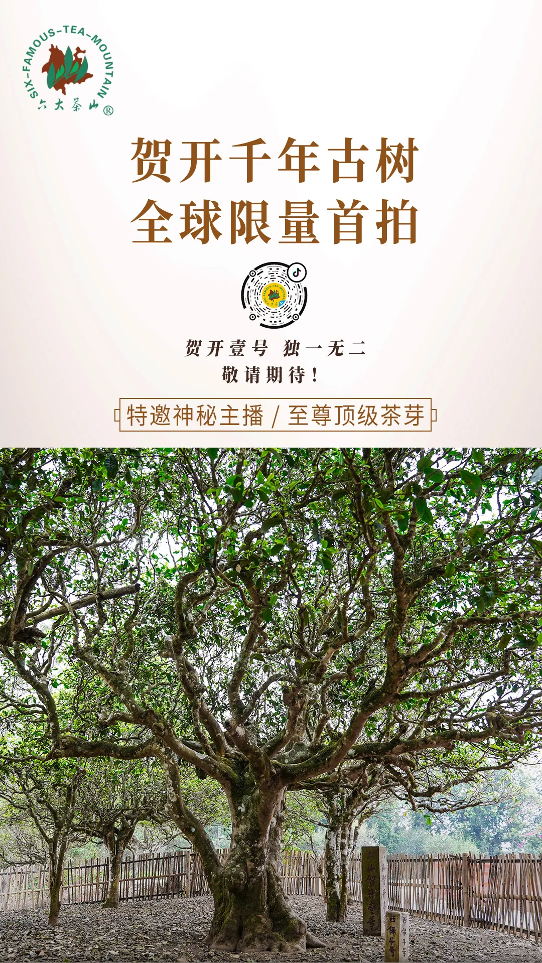 「预告」贺开千年古茶树,全球限量首拍