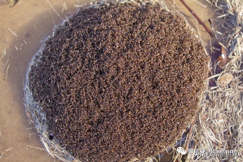 “無敵的”入侵紅火蟻