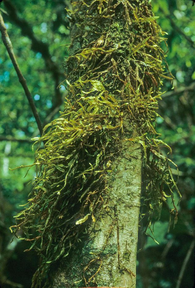 苔蘚——宏大世界中的小小植物