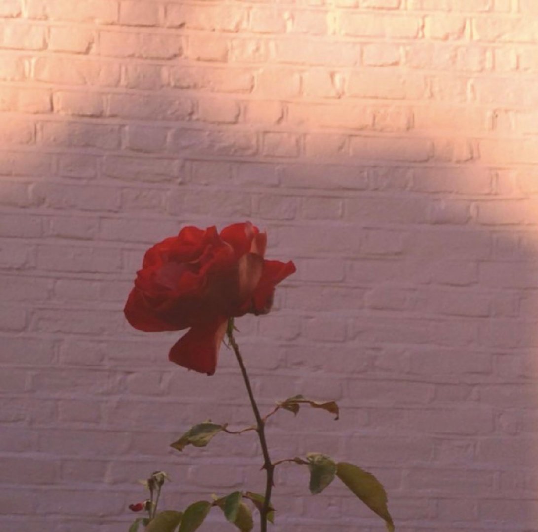 「玫瑰花背景图」一朵玫瑰代表的心语：ONLY YOU
