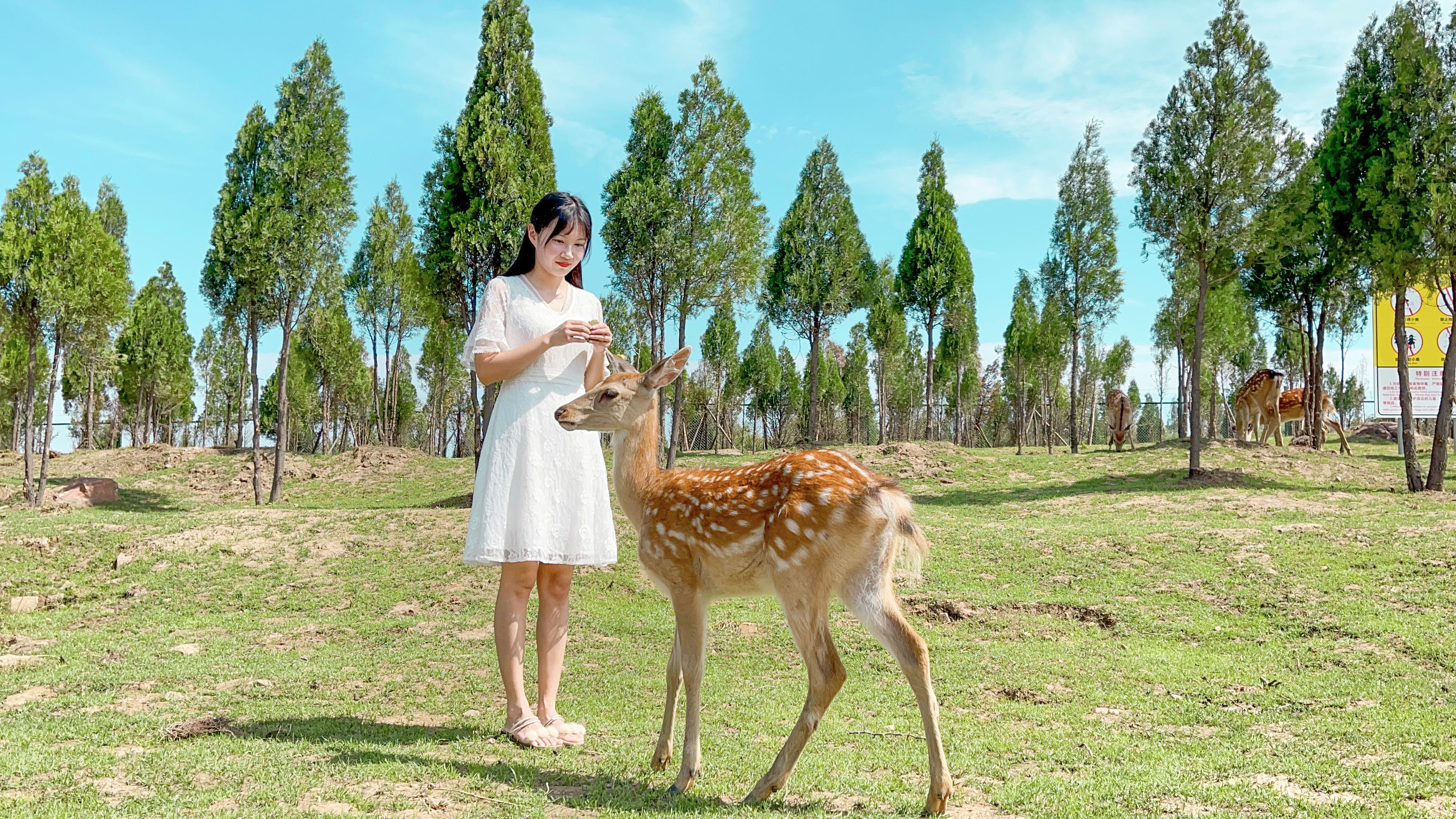 郑州隐藏着一个童话世界 可以喂鹿rua兔拍美照 奇幻又治愈