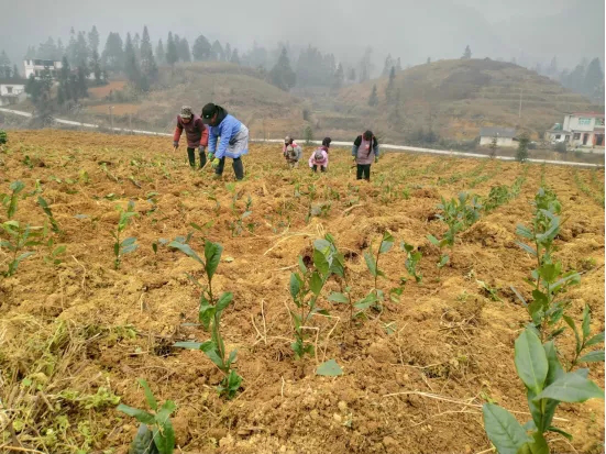 贵州省凯里市：抢抓好时节 茶叶种植忙