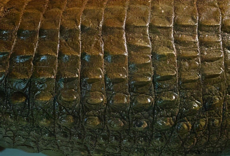 见过鳄鱼皮的朋友应该熟悉,鳄鱼的皮是一个整体的角质层,不存在鳞片