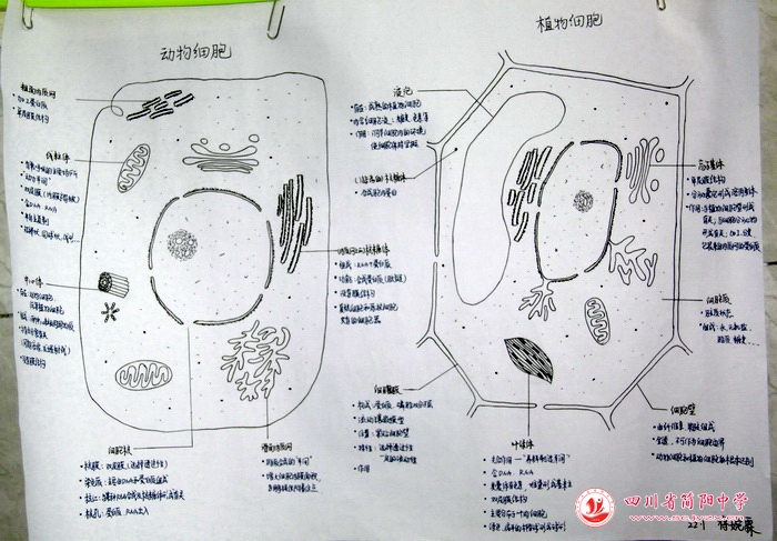 四川省简阳中学怎么样?首届生物学科节(图36)