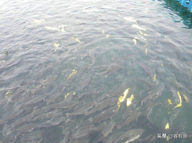 车轮虫是由什么引起的 消灭车轮虫病用什么药