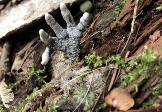 精选一组罕见的趣图；乌鸦薅熊猫屁股的毛做自己的巢-第12张图片-大千世界