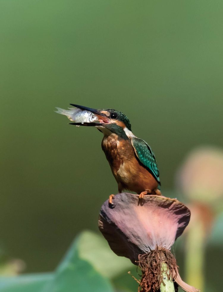 翠鳥捕魚，舌尖上的美食