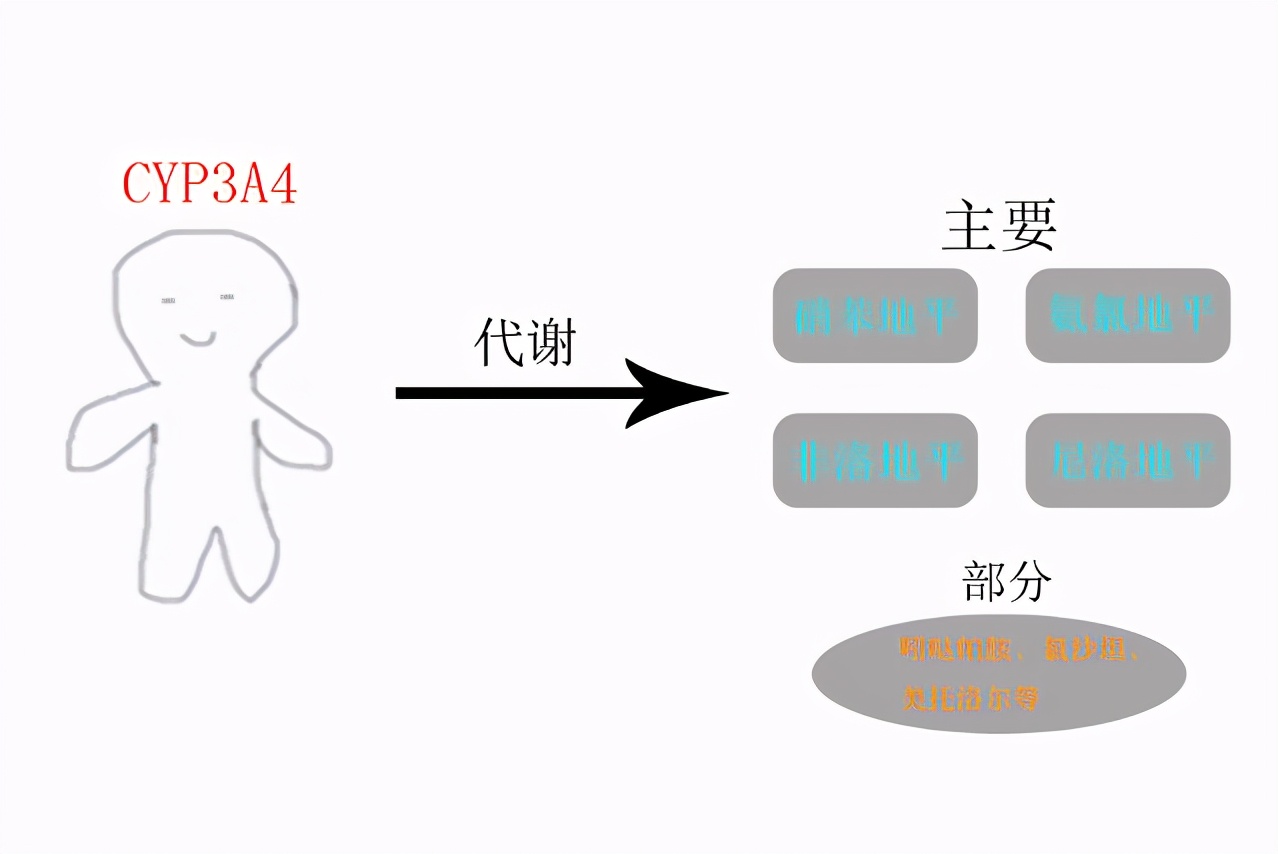 利福平的烦恼：当抗结核药遇上降血压药，血压反而高了