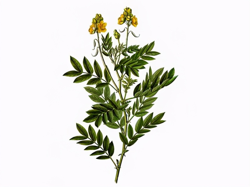 丸,小柴胡汤,大柴胡汤,复方青黛胶囊(丸),克银丸,消银片(丸),消核片