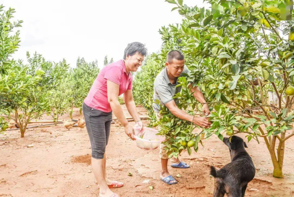 全红婵夺冠后遭教练警告：距完美差得远！全文茂连2万饭钱都得借