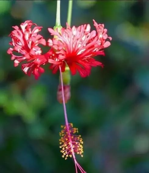 160種· 奇花異草，絕對有你沒見過的！ 「上部分」