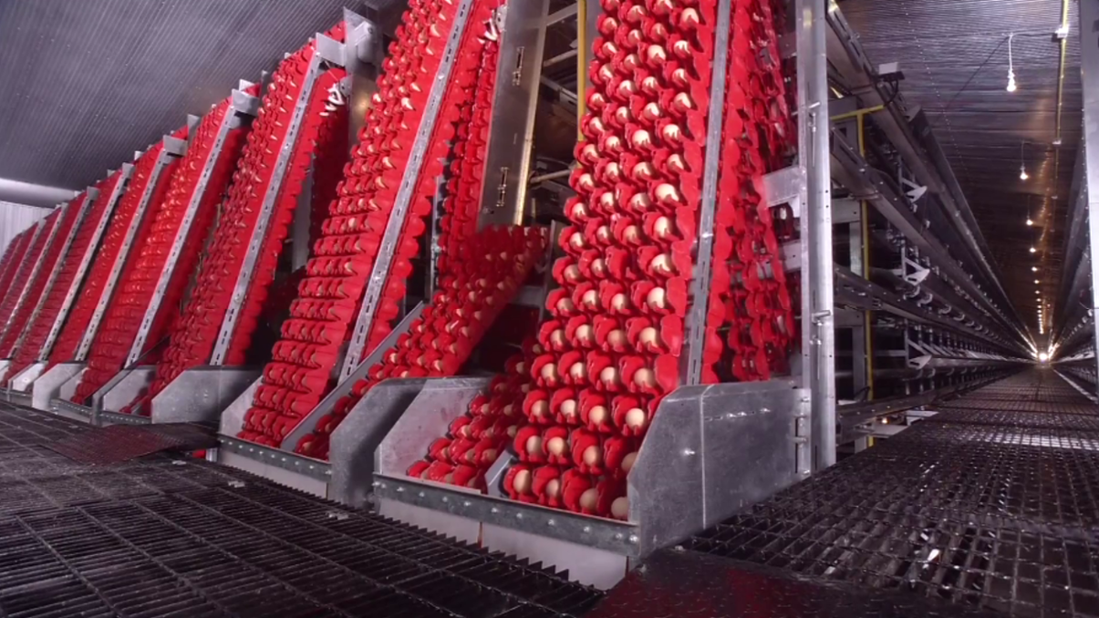 城里人吃的鸡蛋从哪里来？每天产出240万枚鸡蛋的工厂了解一下