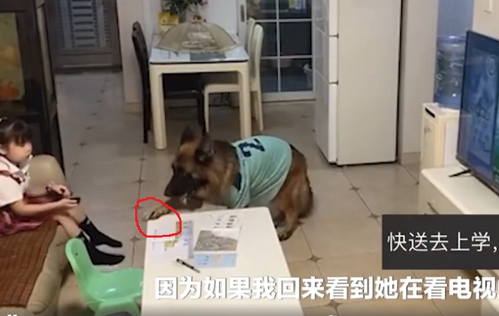 进门|狗子听到家长进门提醒女孩写作业 配合满分！