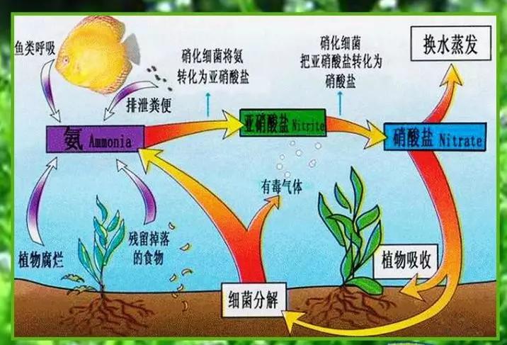 （科普）硝化细菌产品的好与坏？