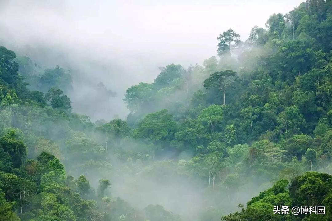 古老的森林能够抵抗气候变化？但是人类，你可以吗？