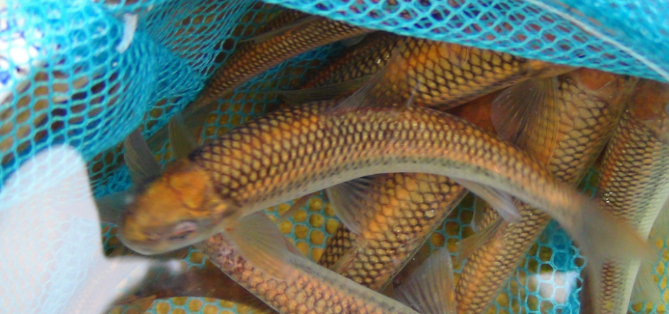 中国名贵鱼——泰山赤鳞鱼
