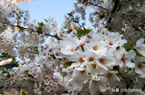 春暖花开阴霾散，清明赏樱登泰山。