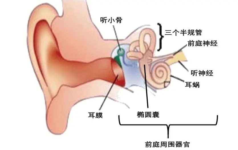 「感统干货」前庭觉概述以及感统训练的家庭指导-深圳优加佳宝儿童
