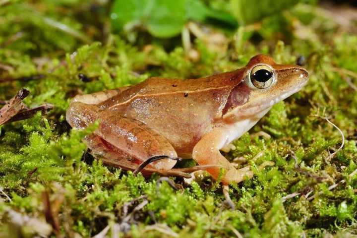 林蛙：從野生動物轉為增殖漁業(yè)物種