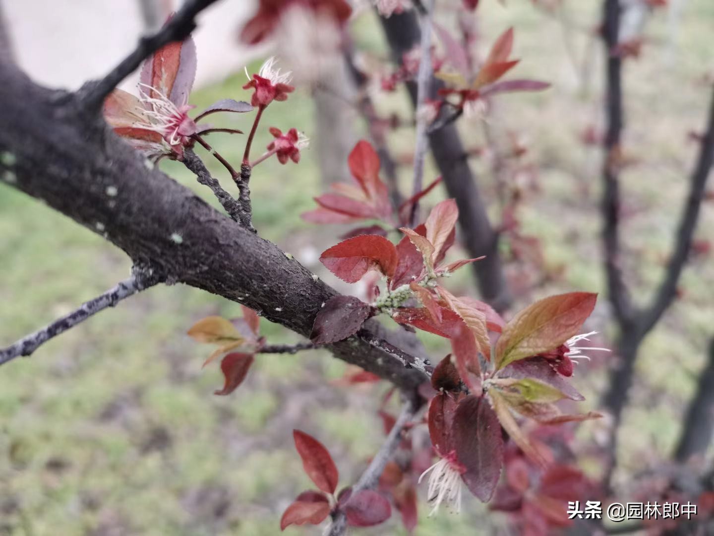 路边紫叶李刚刚发芽，蚜虫却爬满枝叶，怎样防治效果更好？-第6张图片-农百科