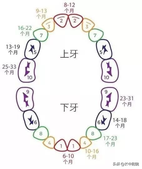 「科普」宝宝换牙的顺序你知道吗