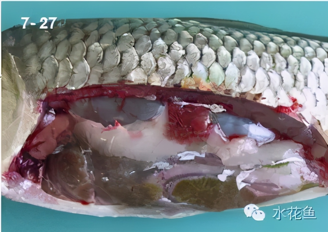 鱼类肝胆综合症病因分析与防治：既要鱼儿长得好，又要鱼儿发病少
