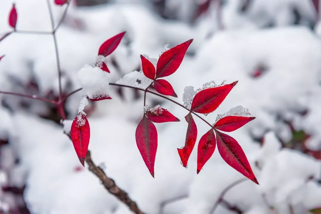 100句雪诗词，遇见最美冬天-第18张图片-非凡网