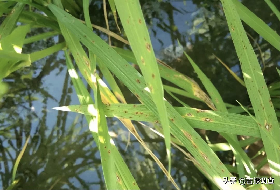 今年吉林省水稻稻瘟病呈中等偏重发生态势，危害盛期预计出现在7月下旬到8月中旬