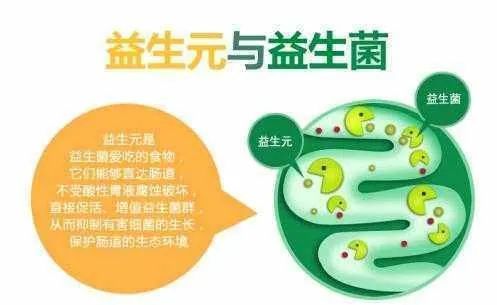 益生菌≠益生元，一字之差你用对了吗？