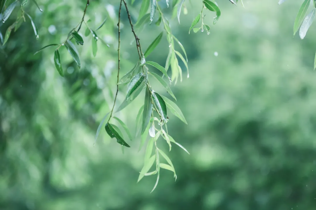 诗人深夜失眠听了一夜春雨，写下一首绝美宋诗，惊艳后世八百余年-第4张图片-诗句网