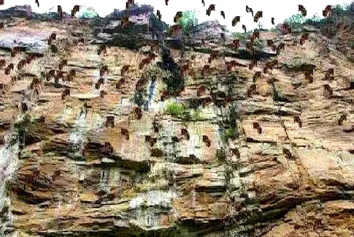 中国新疆30万老鼠集体跳崖自尽，专家给出的推测