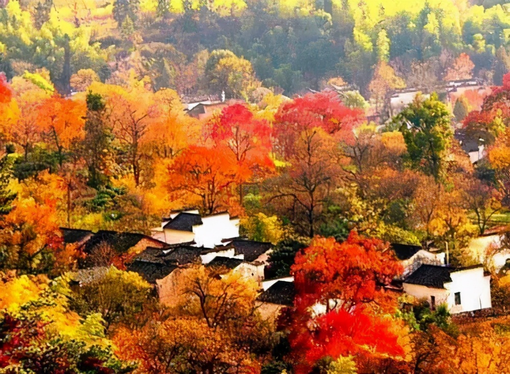 Missing these 14 maple viewing areas in November is equivalent to missing the entire autumn