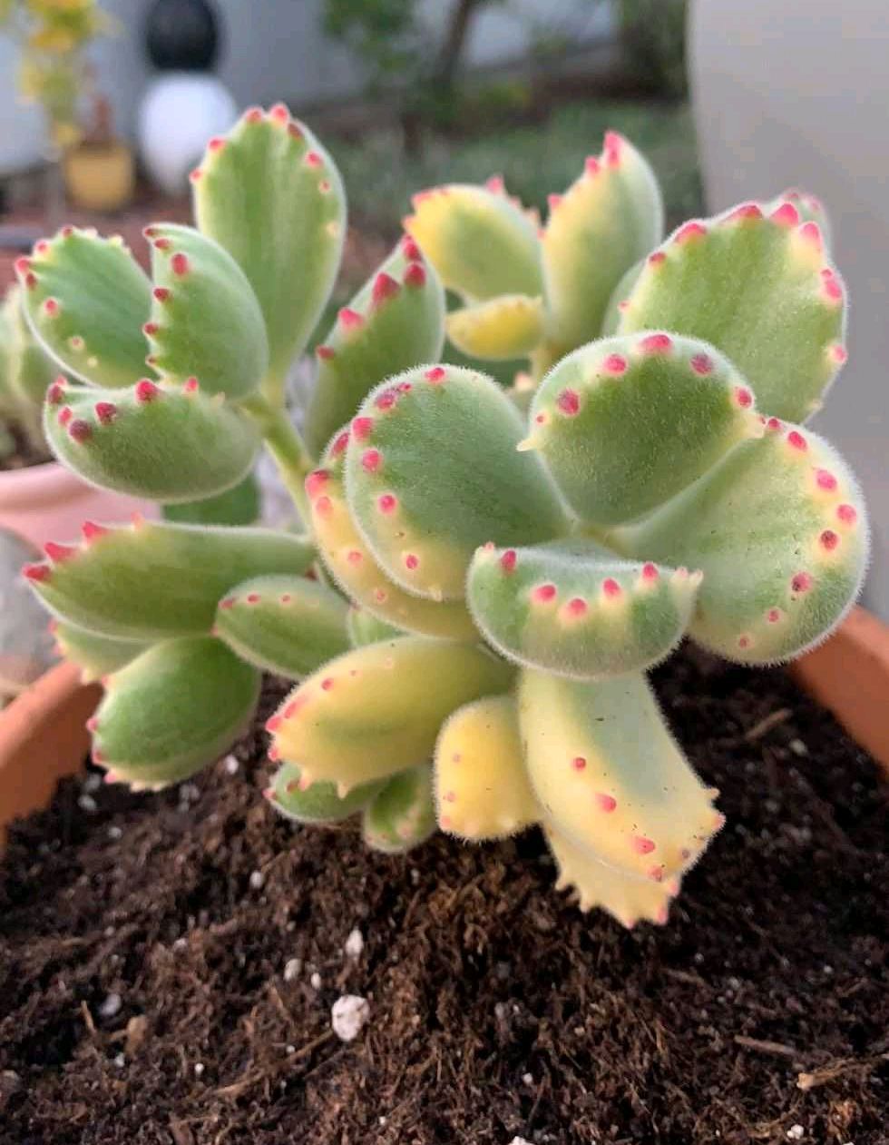 养好熊童子 关键有 2点 叶子越长越多 又萌又美 小雅在阳台 Mdeditor