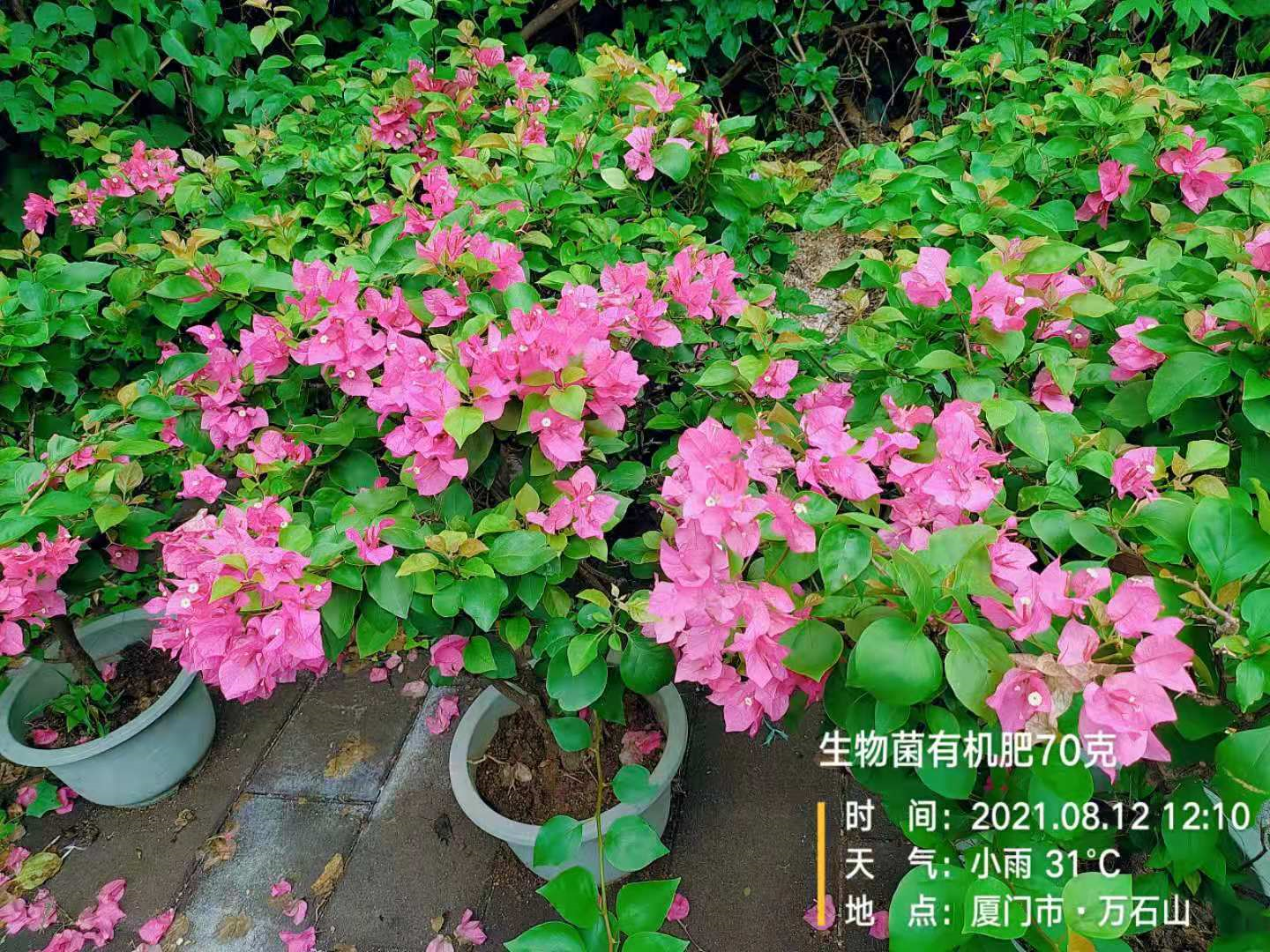 正確使用廚余垃圾養花，才會起到好的作用
