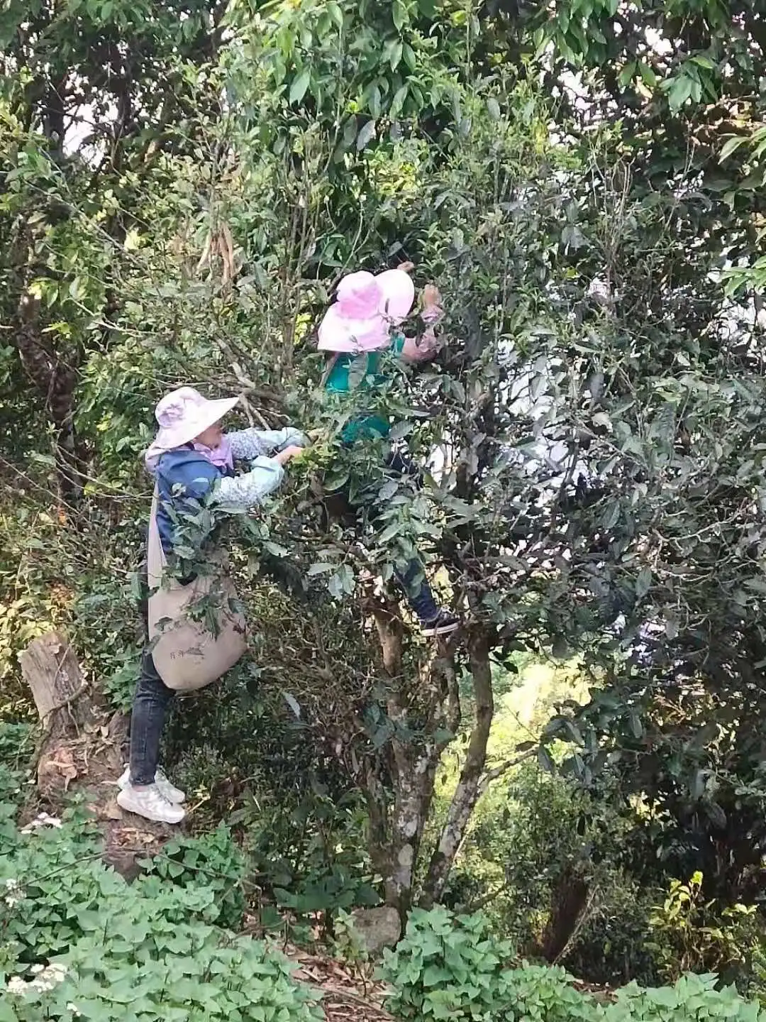 贺开古茶园春茶开采,隔着屏幕都能闻到茶香