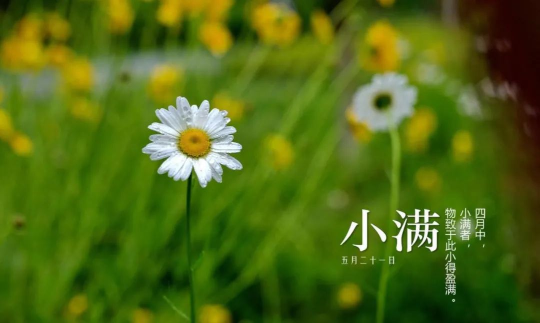今日小满：物致于此 小得盈满，7首小满诗词赠于人生最好状态的你-第6张图片-非凡网