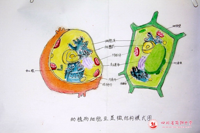 四川省简阳中学怎么样?首届生物学科节(图23)