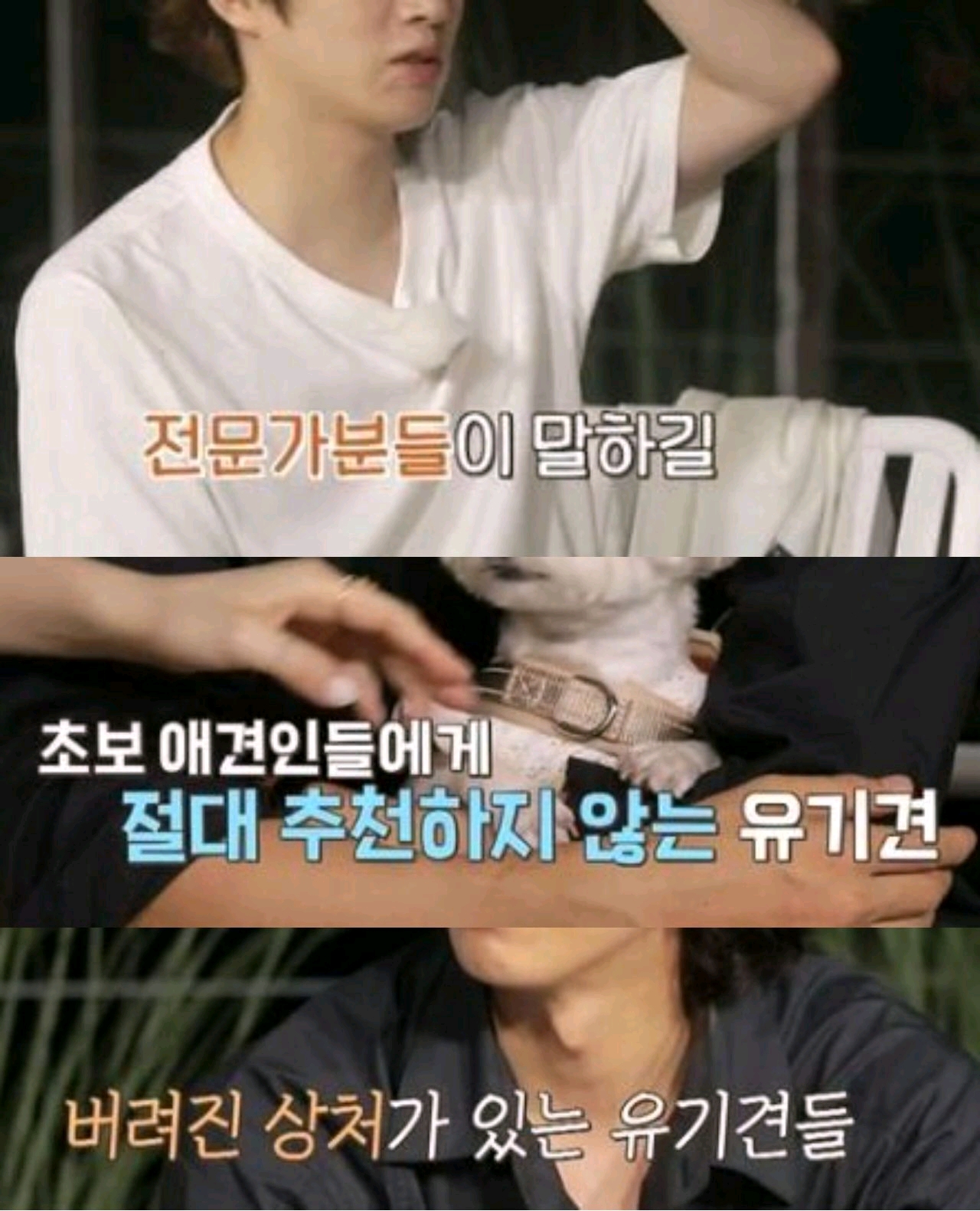 金希澈發言被遺棄動物協會批評：這樣做是把流浪狗趕到死角地帶